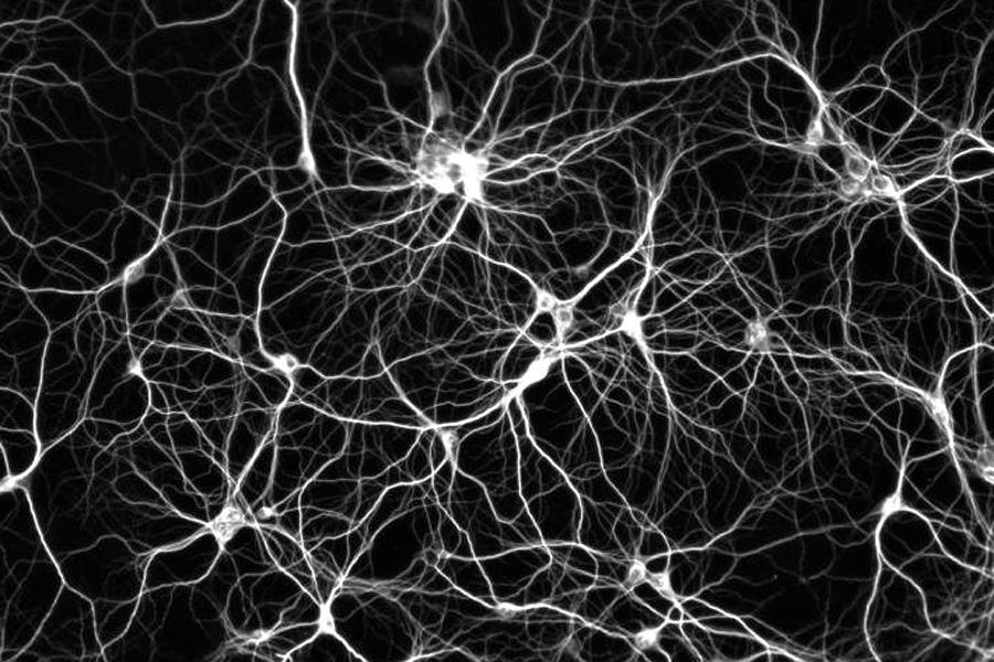 Humain X.0: Le système nerveux